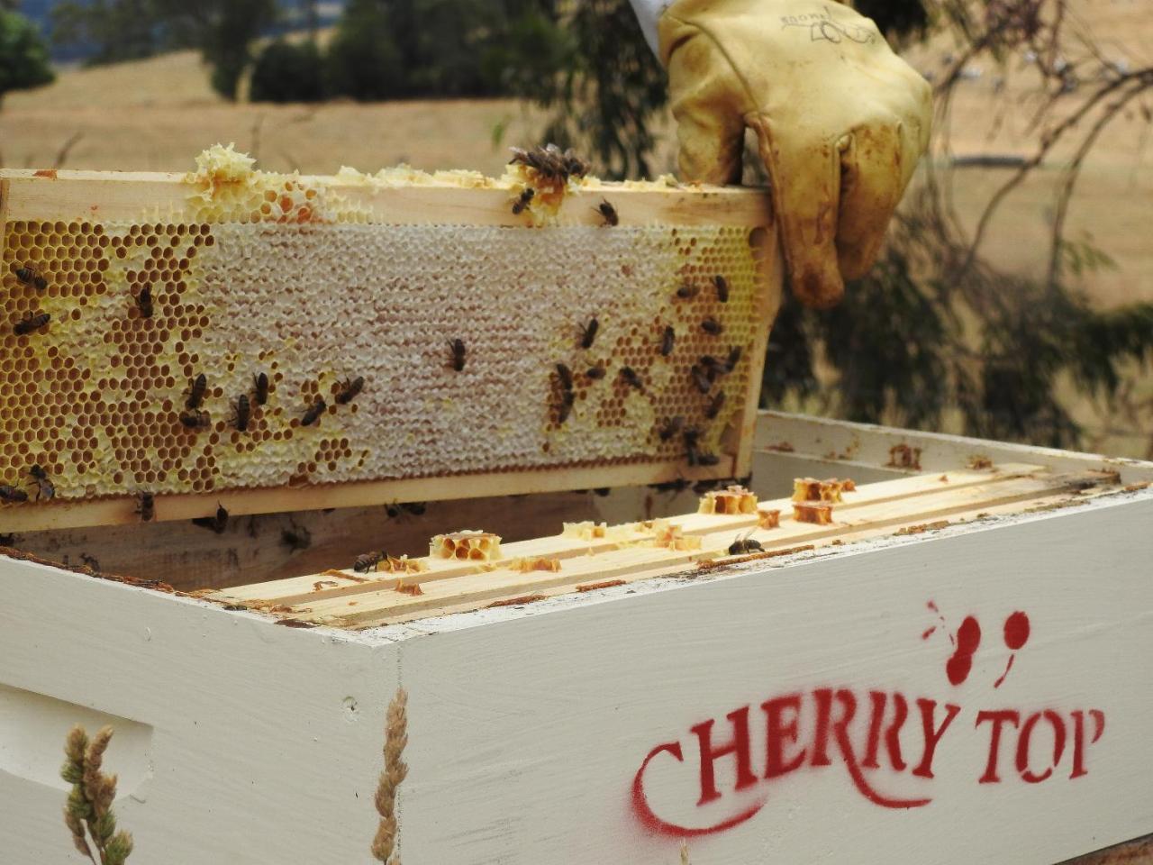 Cherry Top Farmstay - Boutique Eco Village Lilydale Екстериор снимка